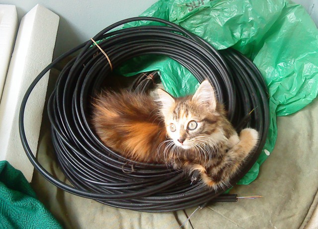 Котовторник!