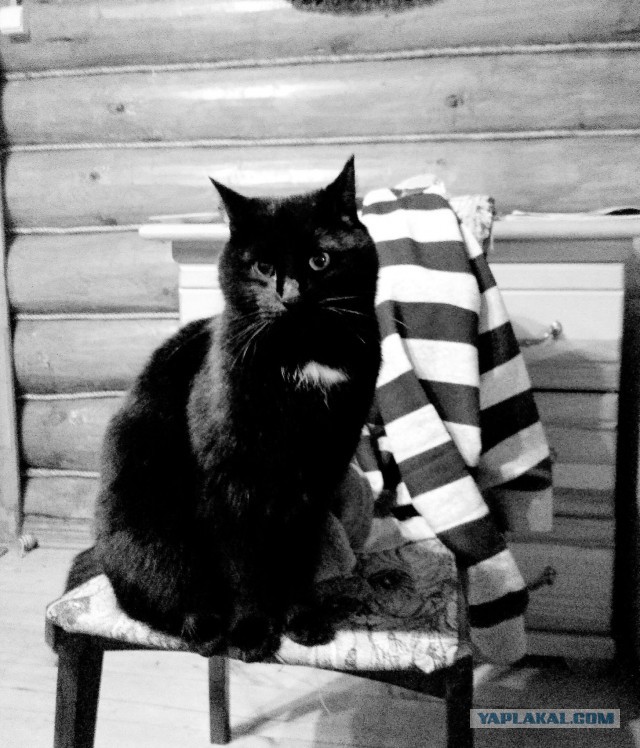 Котовторник 9.01.2018