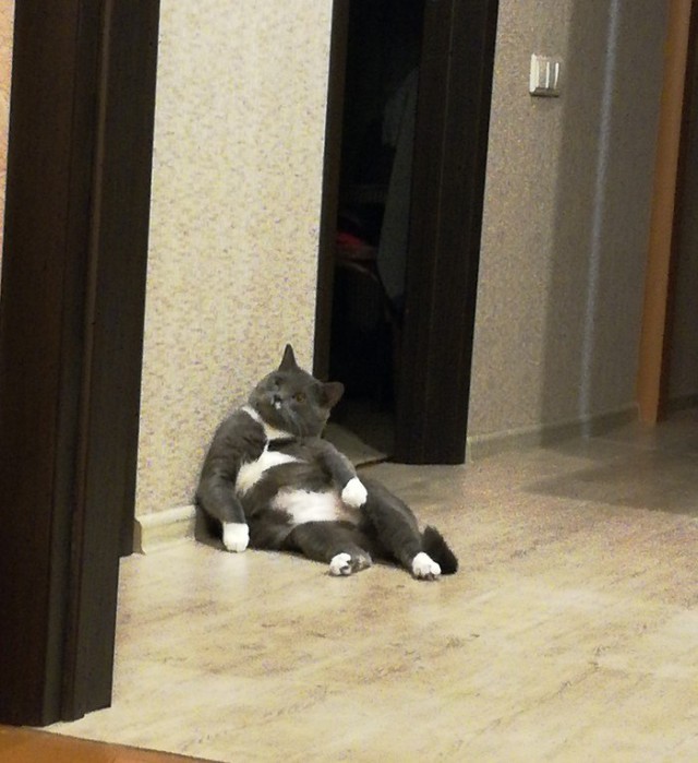 Прикольных котов пост