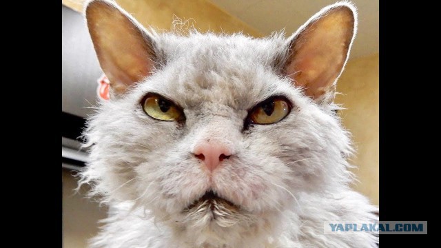 Народные перлы