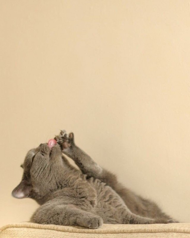 Фотобомбы котов