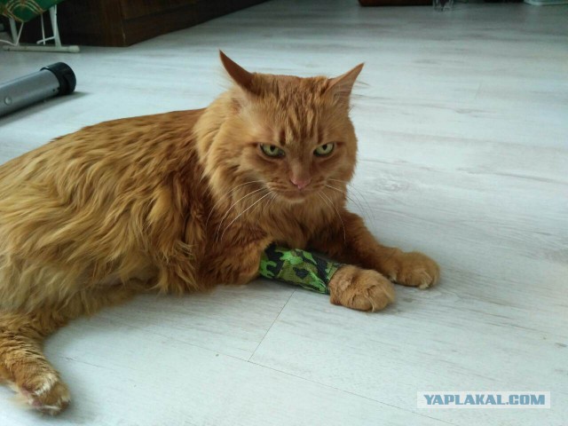 Котовторник 24.04.2018