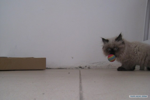 Котовторник 15.02.2011