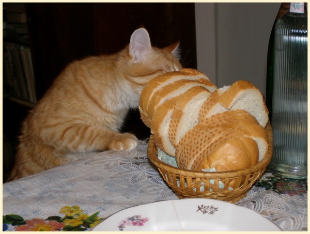 Котовторник!