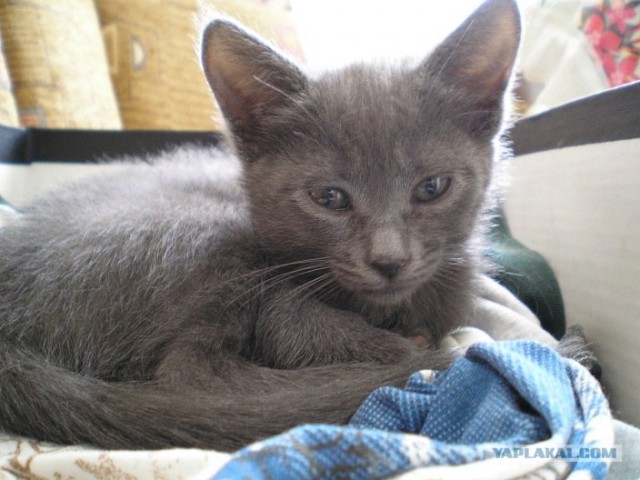Котовторник 06.09.11