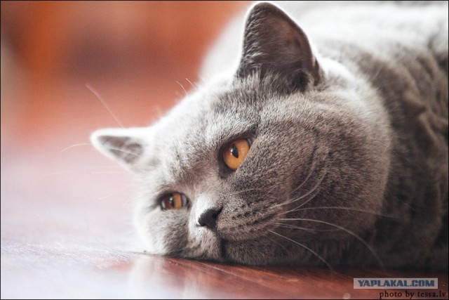 Профессиональный котовторник