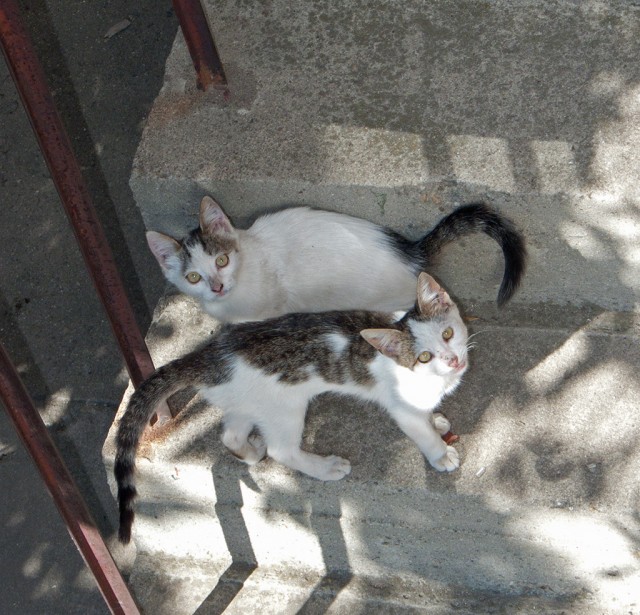 Первый котовторник октября
