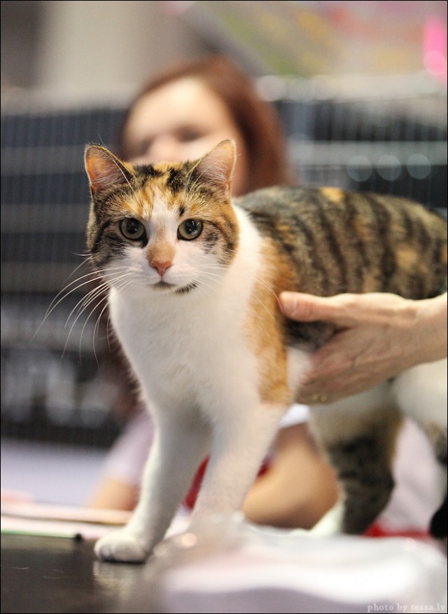Котовторник! 08.11.11