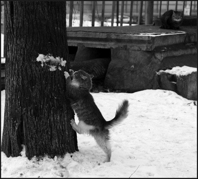 Котовторник 27.12.11