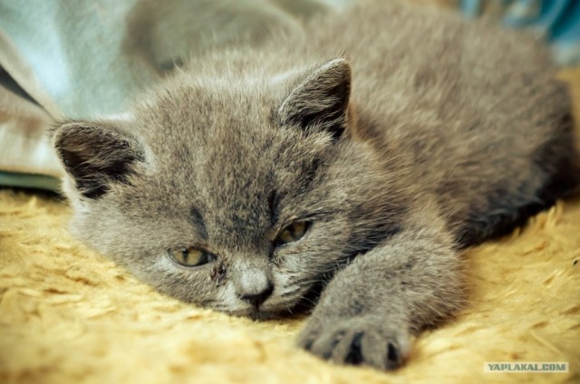 Котовторник (10.01.2012)