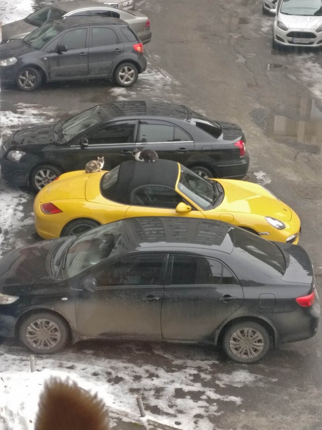 Прикольных котов пост