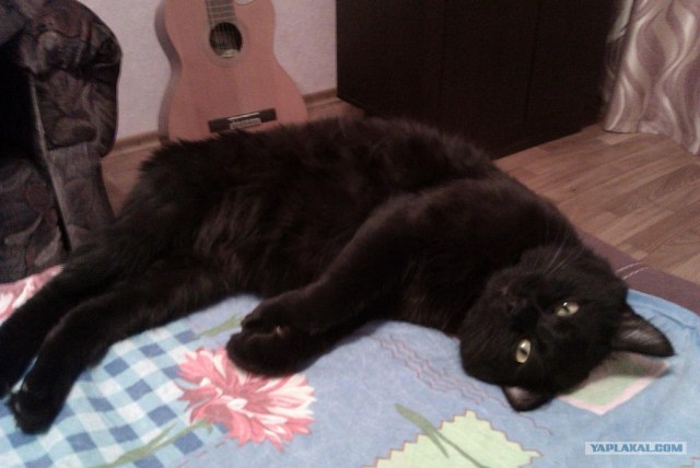 Котовторник! 13.03.2012