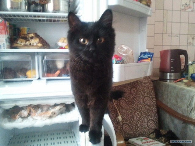 Котовторник 1 мая 2012