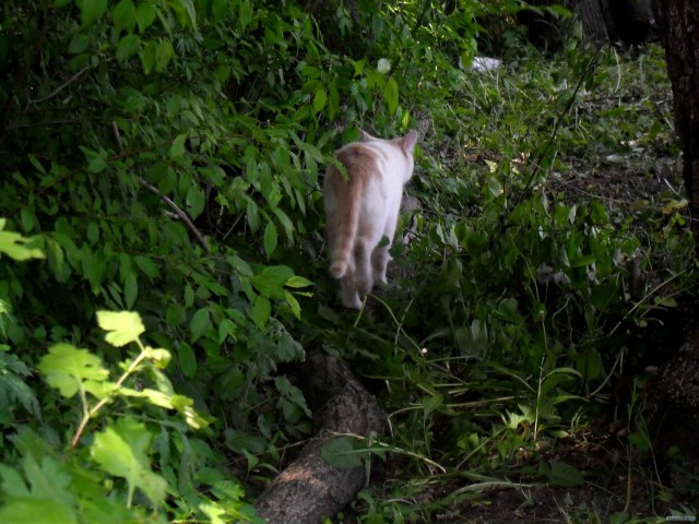 Котовторник 22.05.2012