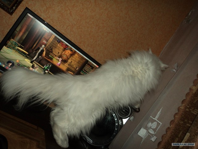 Котовторник на 26.06.12