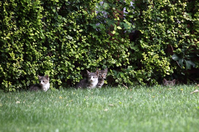 Котовторник 10. 07. 2012