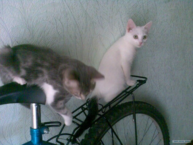 Котовторник 24.07.2012