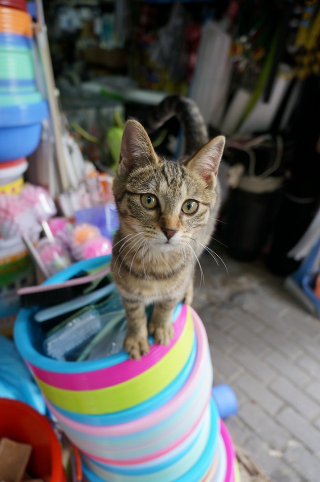 Вся красота уличных котов