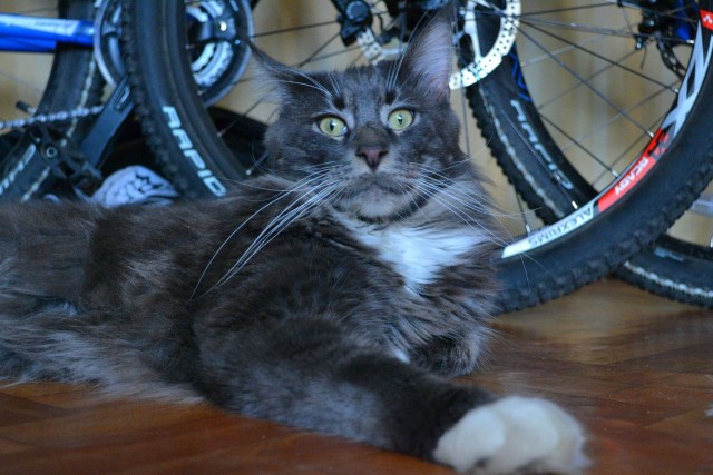 Котовторник 07.08.2012