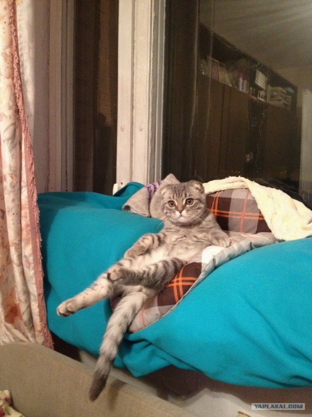 Котовторник 12.02.13