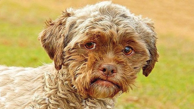 Милые животные. Мимиметр сломался