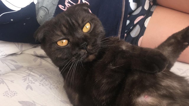 Котовторник однако