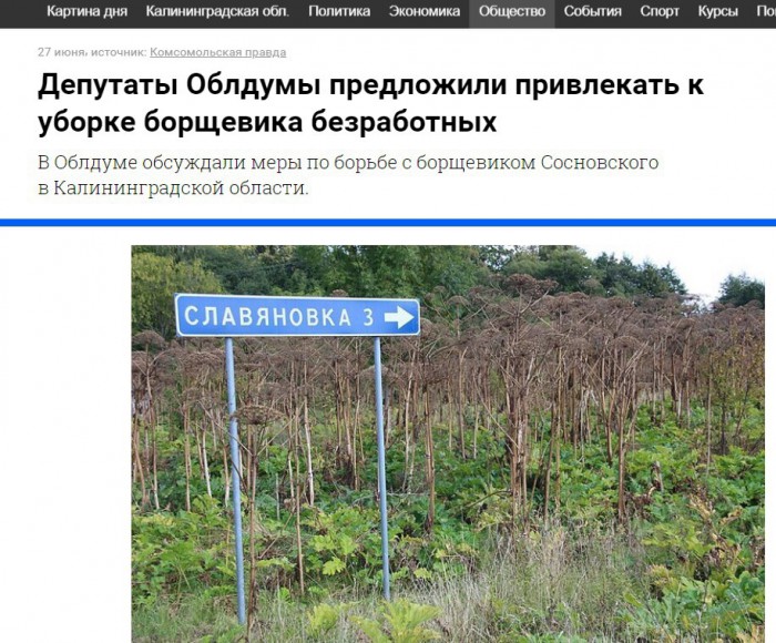 Опасный борщевик оказался полезным, из него можно получать спирт