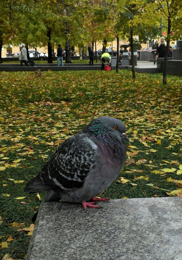 Живность из сети