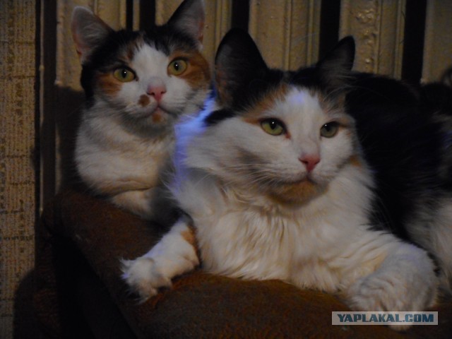 Давайте по котикам, которые с нами на самоизоляции