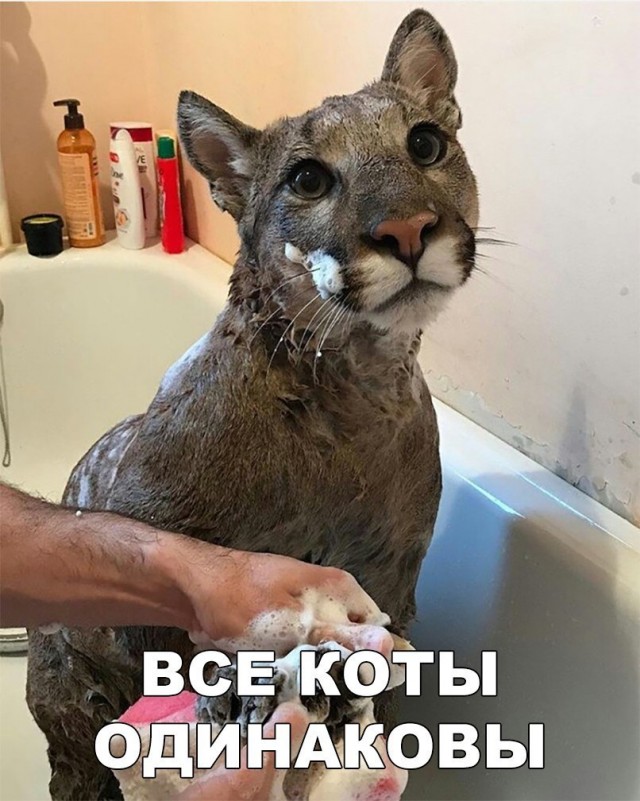 Так себе картинки 10