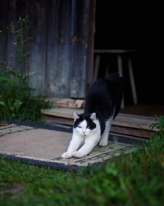 Деревенские котейки