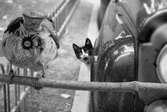 Фотожаба: Кот