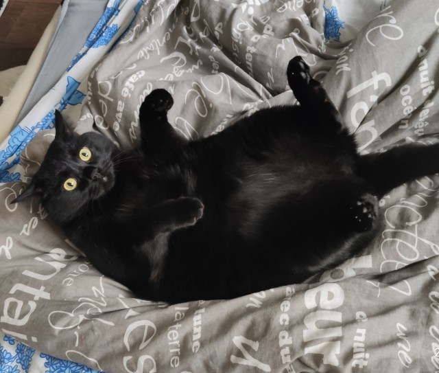 Коты есть коты