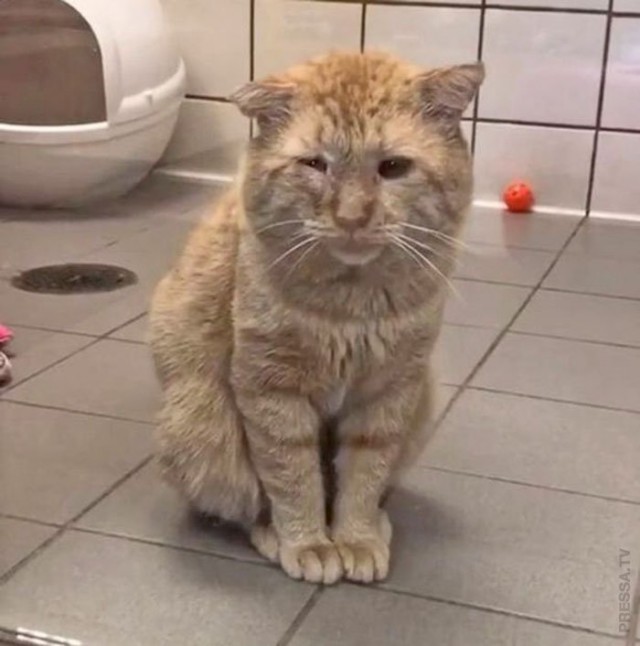 Спасение мистера Брюса Уиллиса – самого грустного кота