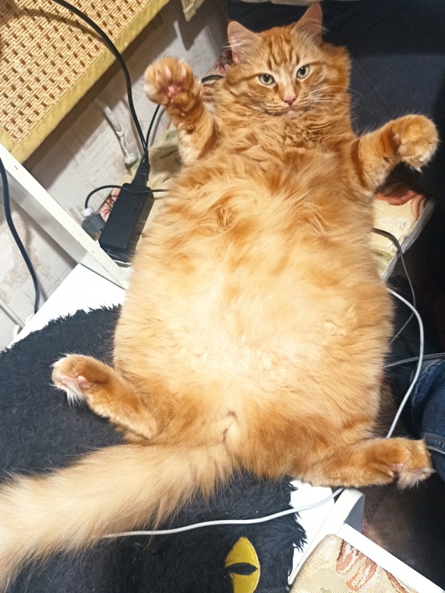 По просьбам в теме ниже. Реальный котовторник!