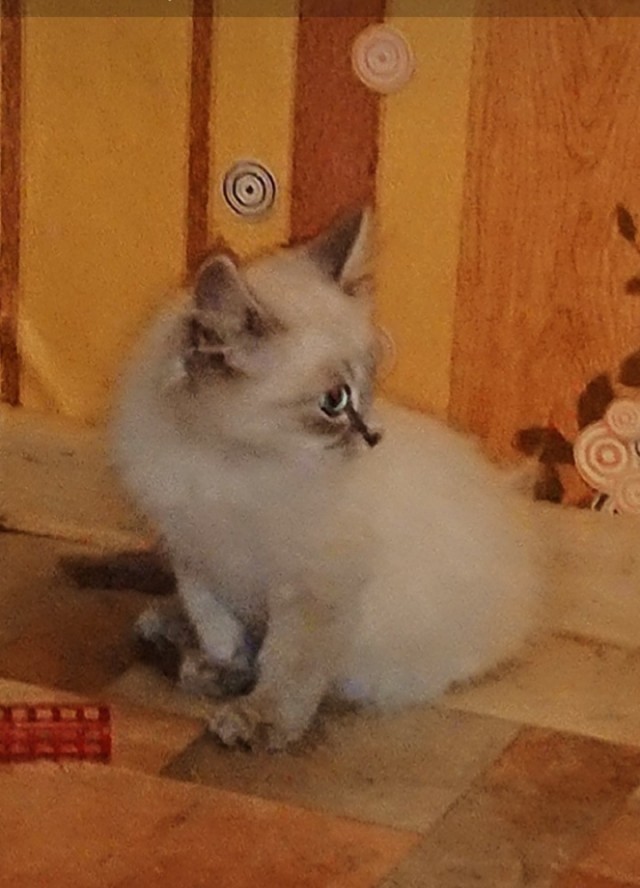 Эти забавные животные