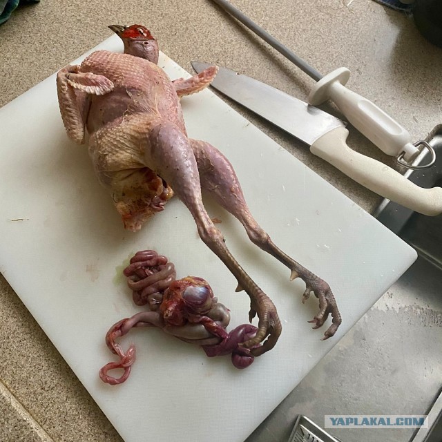 Фазан с начинкой