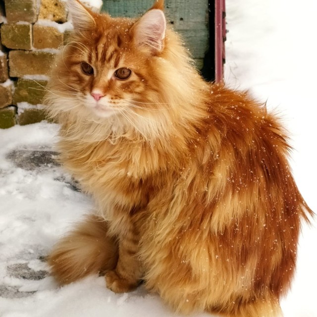 Последний котовторник 2020 года