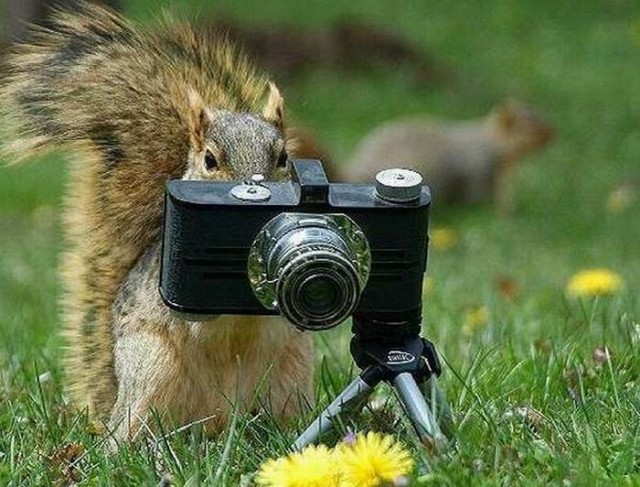 Пост шедевральной милоты: как любопытные животные мешают фотографам