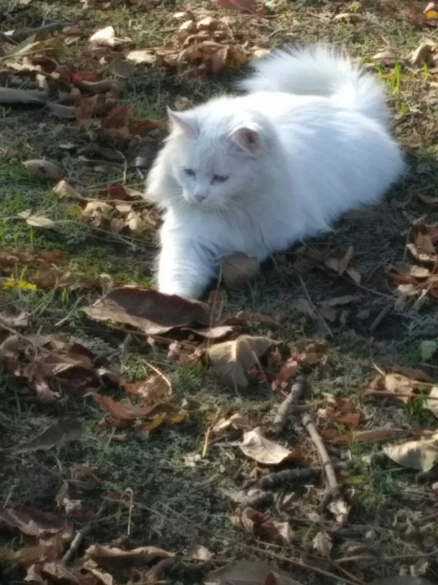 Котовторник. Добавляйте своих