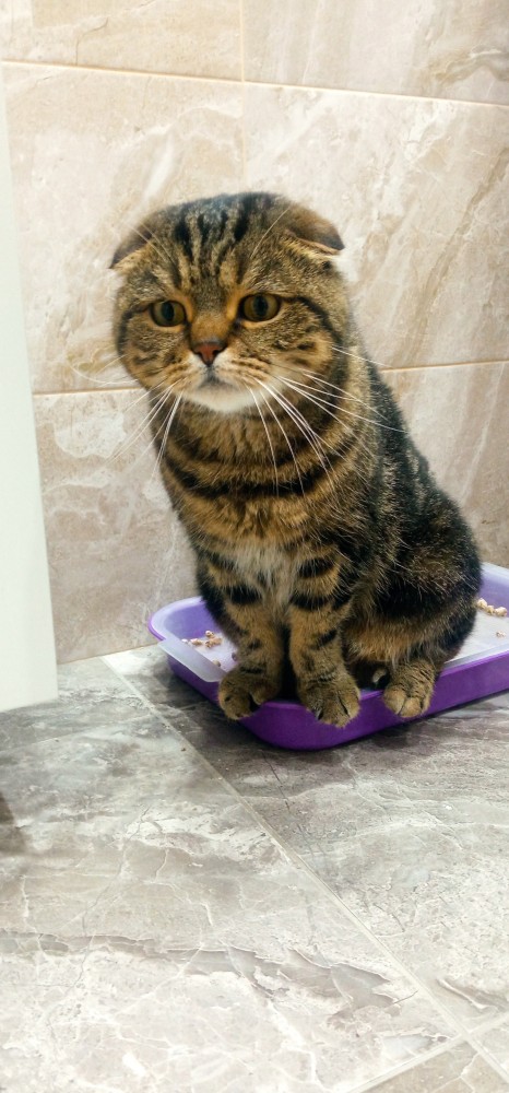 Котовторнику быть!