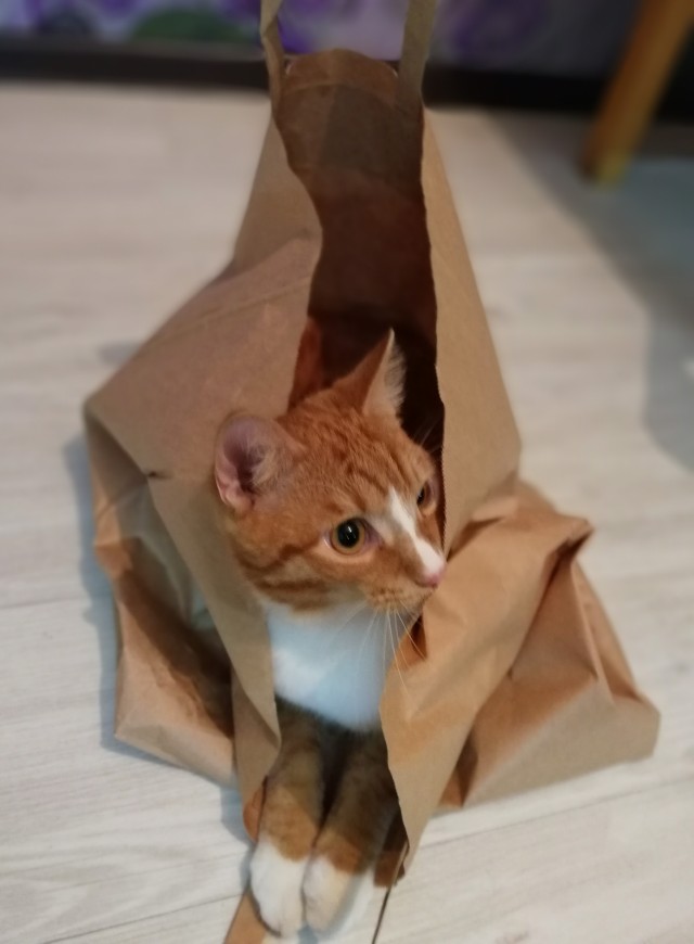 Всех кошатников с Праздником!