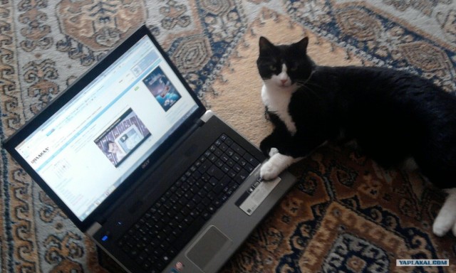 Котэ едет на дачу