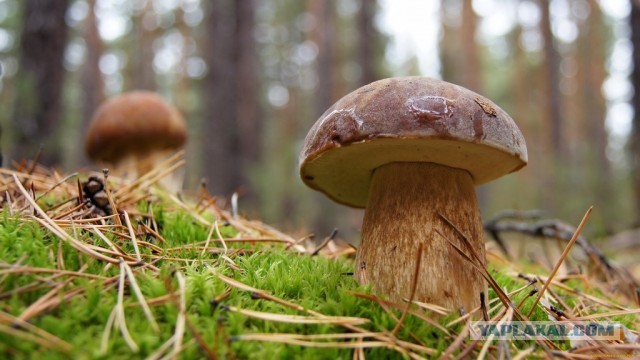 Кулинарная общалка