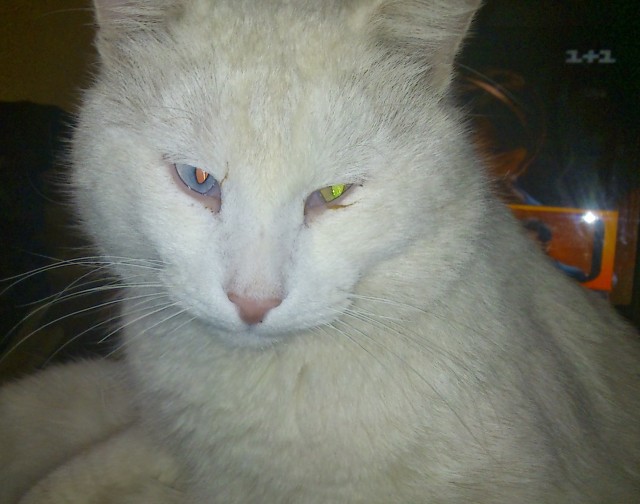 Котовторнику посвящается