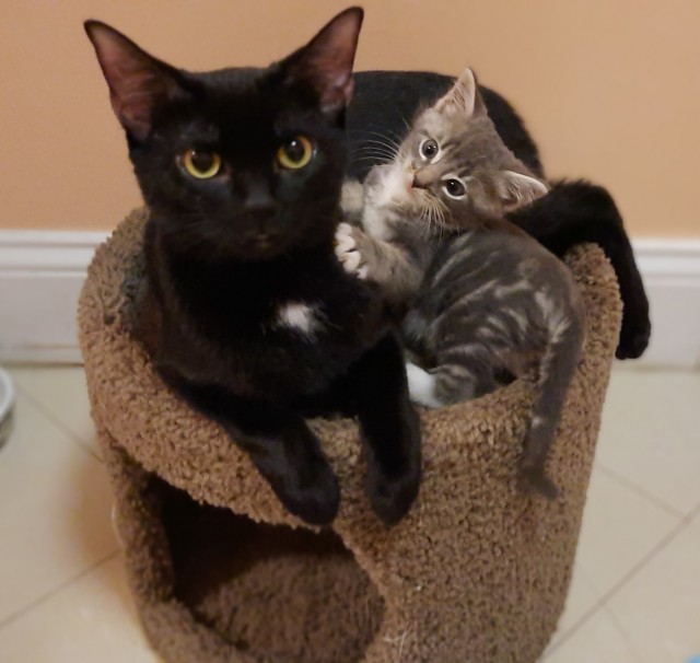 К котовторнику