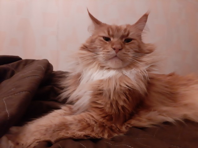 Кот Мейн-кун: царь домашних кошек!