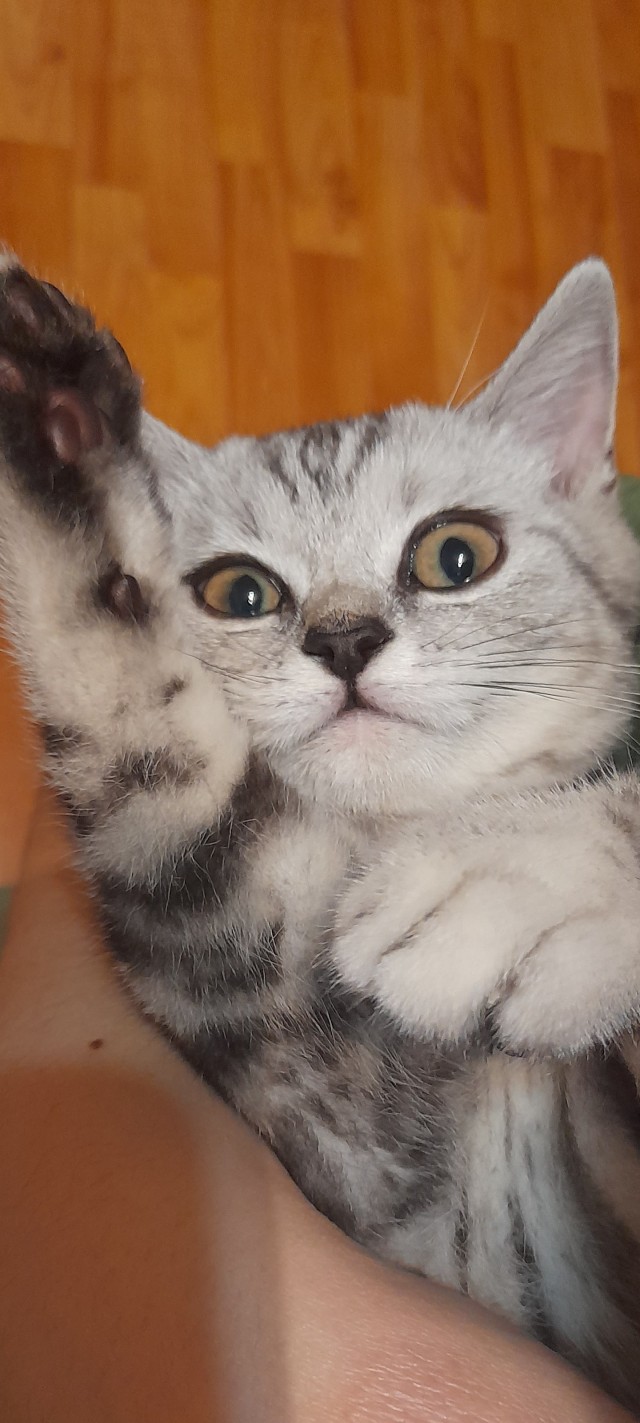 А что это мы котовторник не начинаем? Время пришло!