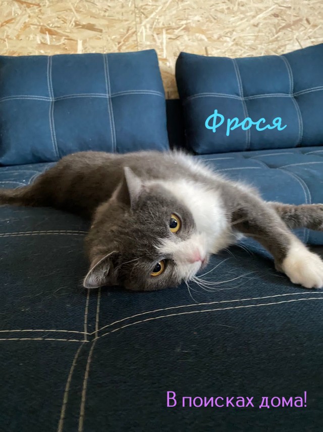 Жизнь домашнего приюта "Котоленд" 327
