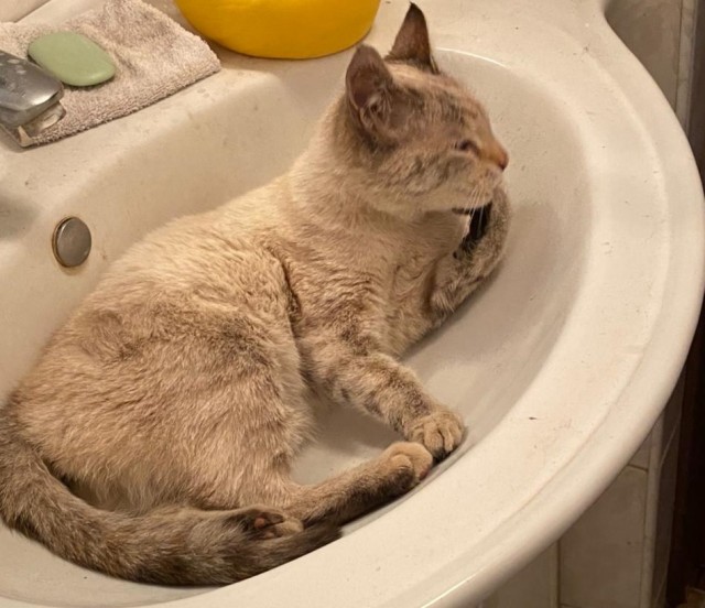 Котовторник